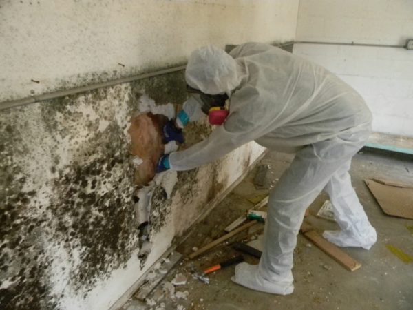 Mold Cleanup Salisbury MA